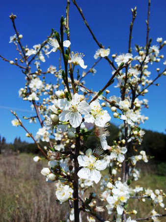 Susino selvatico o prugnolo (Prunus spinosa)